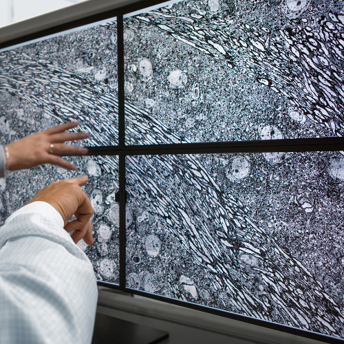 O imagine cu patru ecrane care prezintă imagini realizate cu microscopul ZEISS MultiSEM. 