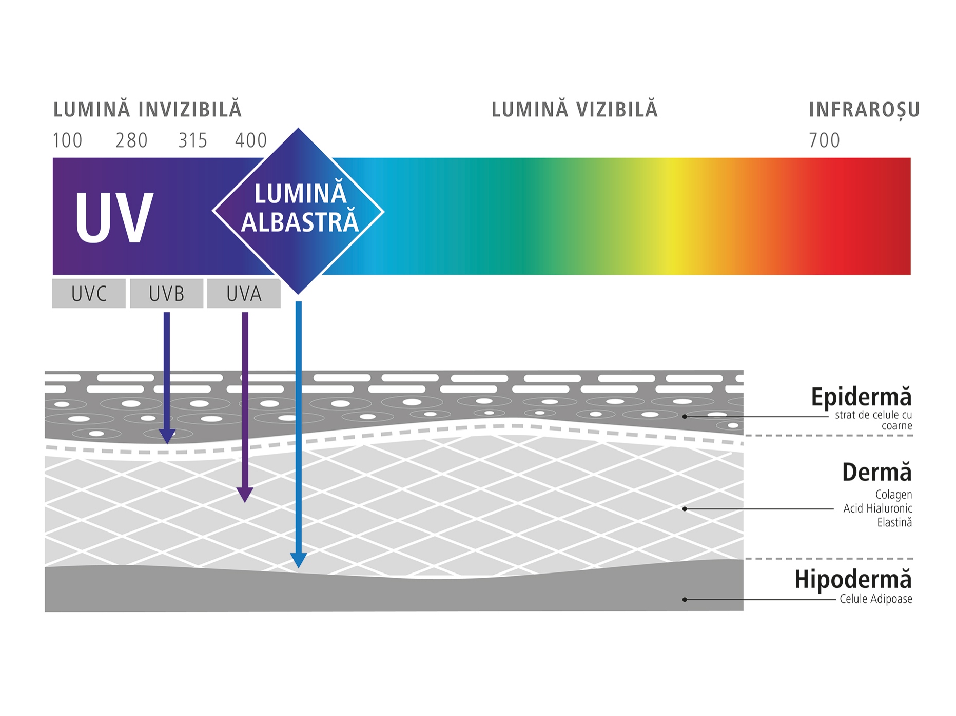 Grafic care ilustrează influența luminii albastre asupra celulelor noastre (efecte negative ale luminii albastre) 